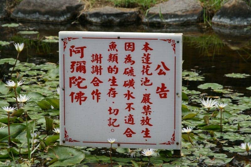 公告本蓮花池嚴禁放生因為硫磺水不適合魚類的生存切記謝謝合作阿彌陀佛